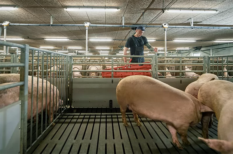 Táo bón ở heo nái: Kẻ thù tiềm ẩn trong giai đoạn cận sinh