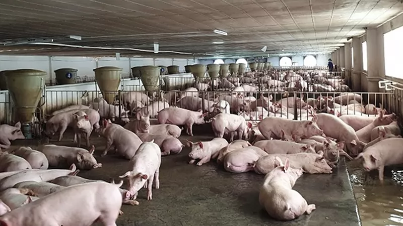 Các nguyên tắc chính về an toàn sinh học trong nuôi heo