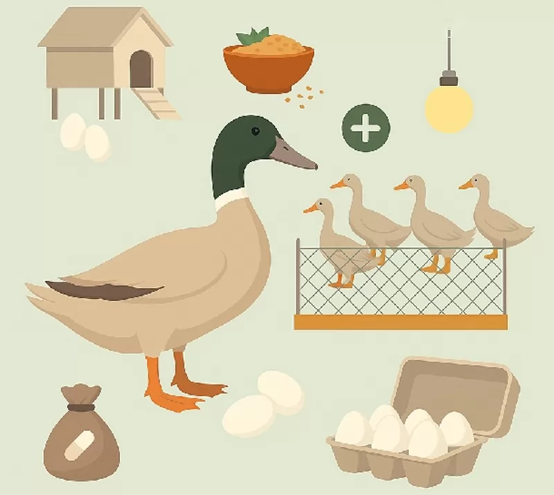 Yêu cầu trong chăn nuôi vịt đẻ trứng theo hướng hữu cơ