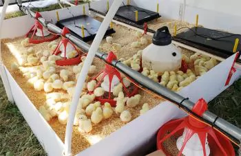 Úm gia cầm chính xác: Bí quyết tạo đàn gà năng suất cao