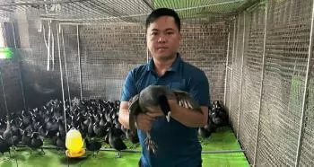 “Chim tiến vua” hồi sinh, mở hướng làm giàu bền vững ở Bắc Ninh