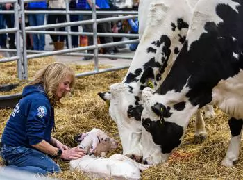 Kỹ thuật chăm sóc bò đẻ