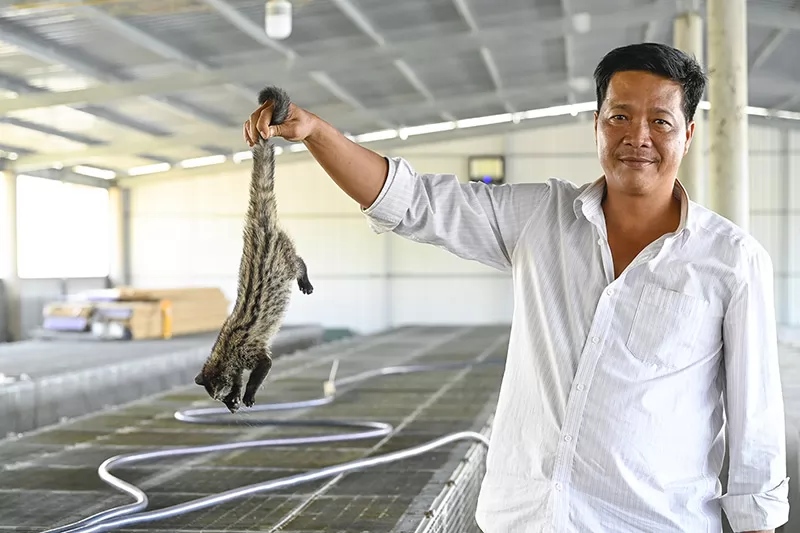 Nuôi chồn hương dễ, thu nhập cao Nuôi chồn hương dễ, thu nhập cao