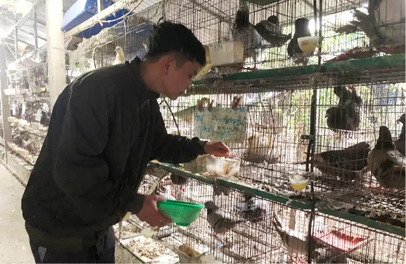 Làm giàu từ mô hình nuôi chim bồ câu