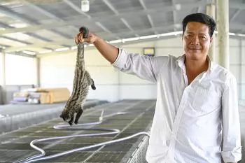 Nuôi chồn hương dễ, thu nhập cao