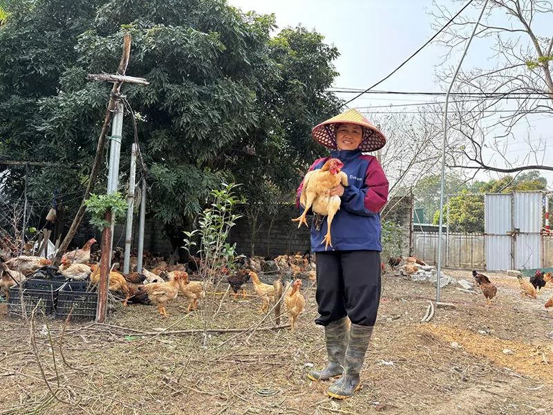 Hiệu quả kép từ mô hình nuôi gà thả vườn