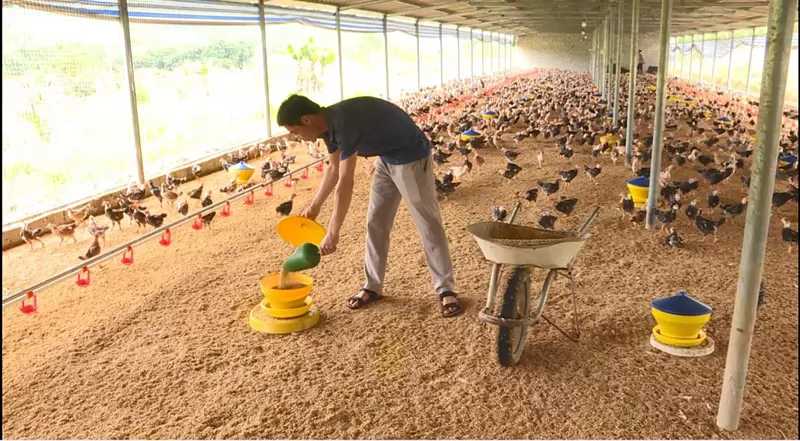 Nhân rộng mô hình sản xuất nông nghiệp tuần hoàn không chất thải Nhân rộng mô hình sản xuất nông nghiệp tuần hoàn không chất thải