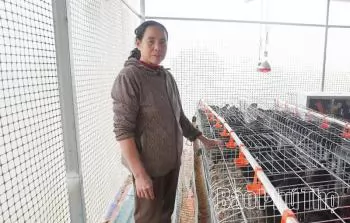 Nuôi gà H'Mông bằng thảo dược - Hướng đi mới cho nông nghiệp sạch, giá trị cao