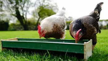 Sức hút của chăn nuôi nhân đạo