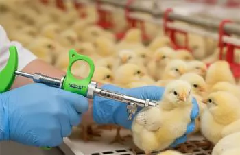 Thị trường vaccine gia cầm toàn cầu dự báo đến năm 2036