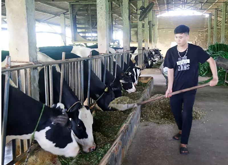 Xây dựng mô hình chăn nuôi VietGAHP, gắn với liên kết tiêu thụ sản phẩm