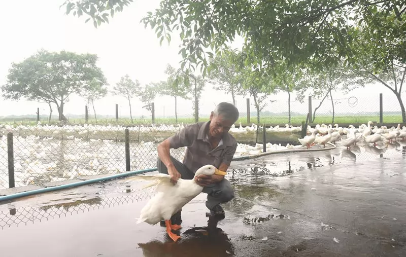 Làm giàu từ mô hình nuôi vịt
