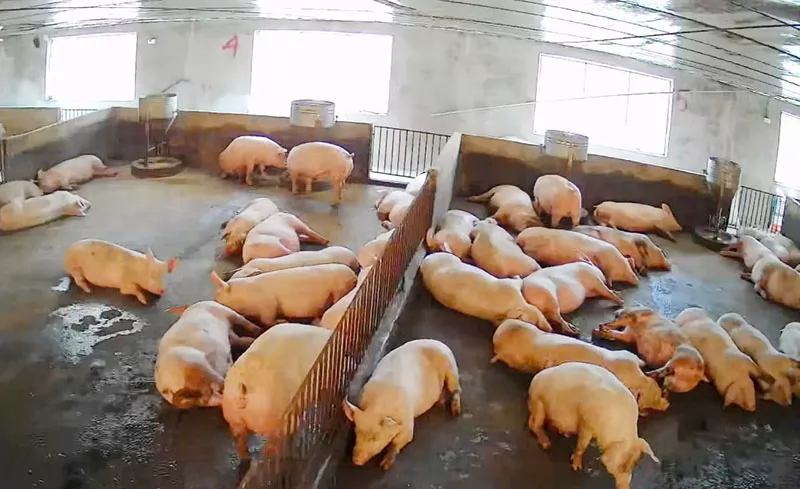 Nhân rộng mô hình chăn nuôi lợn VietGAHP gắn với tiêu thụ