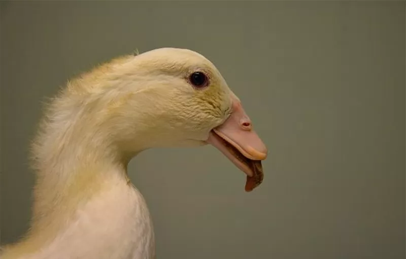 Viêm teo mỏ vịt: Phòng và trị hiệu quả