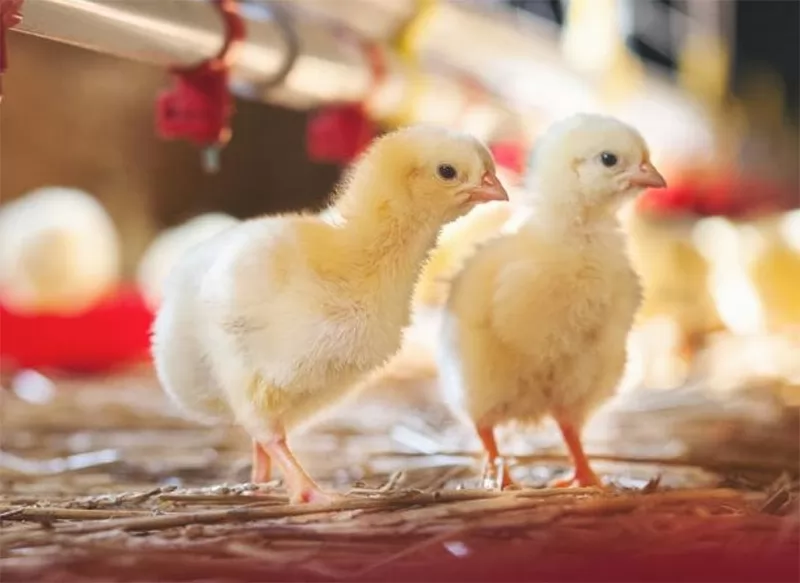 Những yêu cầu cốt lõi khi nuôi gà hữu cơ