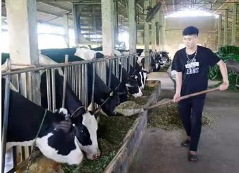 Xây dựng mô hình chăn nuôi VietGAHP, gắn với liên kết tiêu thụ sản phẩm