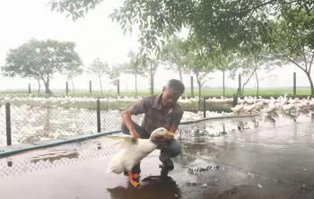 Làm giàu từ mô hình nuôi vịt