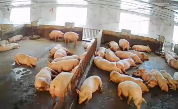 Nhân rộng mô hình chăn nuôi lợn VietGAHP gắn với tiêu thụ