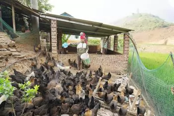 Mô hình nuôi gà đen ở Long Hẹ