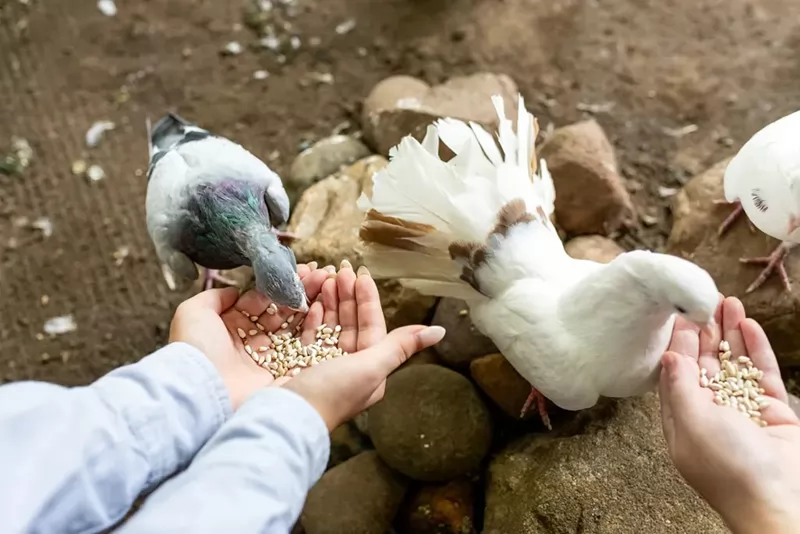 Phòng, trị bệnh giả lao ở bồ câu