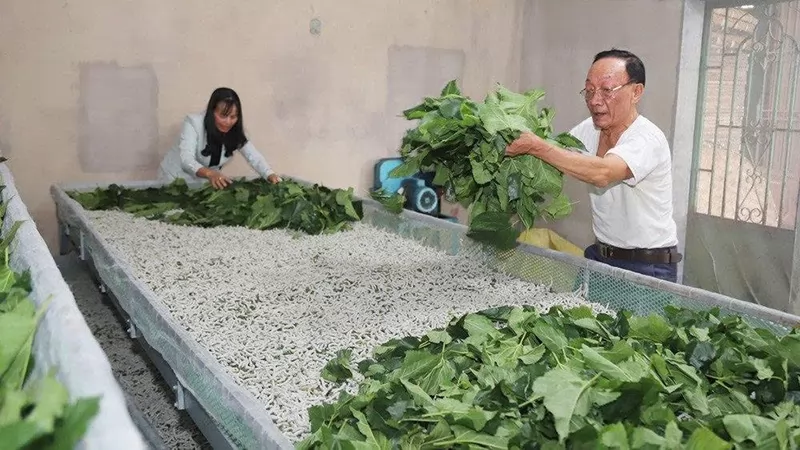 Lâm Đồng phát triển nghề dâu tằm theo hướng xanh và bền vững