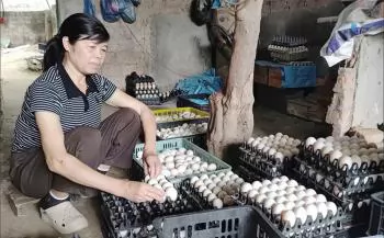 Mô hình chăn nuôi tổng hợp mang lại hiệu quả kinh tế cao