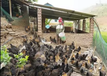 Nuôi gà đen H'Mông bằng tỏi, lá ổi giúp phụ nữ vùng cao làm giàu