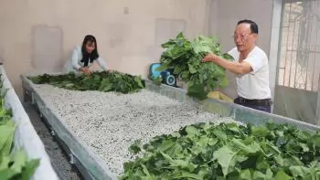 Lâm Đồng phát triển nghề dâu tằm theo hướng xanh và bền vững