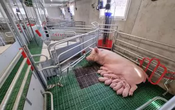 Chăm sóc nuôi dưỡng heo con
