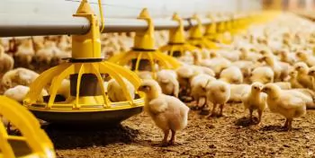 Công nghệ và chiến lược dinh dưỡng trong chăn nuôi gia cầm hiện đại