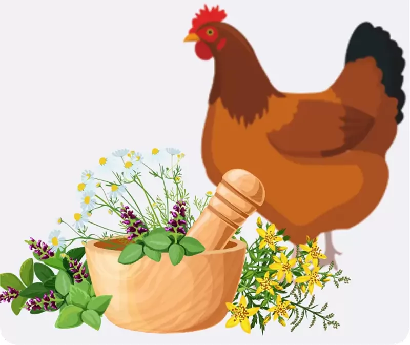 Bổ sung thảo dược chống nóng cho gà trong mùa hè Bổ sung thảo dược chống nóng cho gà trong mùa hè