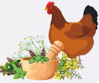 Bổ sung thảo dược chống nóng cho gà trong mùa hè